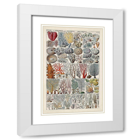 Coral Chart White Modern Wood Framed Art Print with Double Matting by Vision Studio