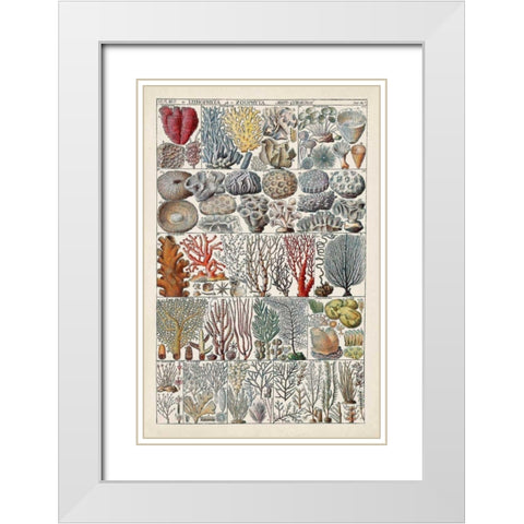 Coral Chart White Modern Wood Framed Art Print with Double Matting by Vision Studio