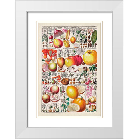 Fruit Chart White Modern Wood Framed Art Print with Double Matting by Vision Studio