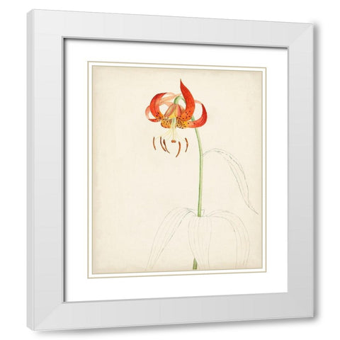 Watercolor Botanical Sketches I White Modern Wood Framed Art Print with Double Matting by Unknown