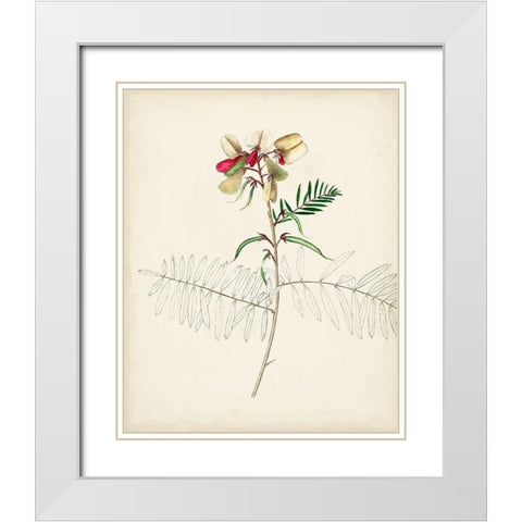 Watercolor Botanical Sketches II White Modern Wood Framed Art Print with Double Matting by Unknown