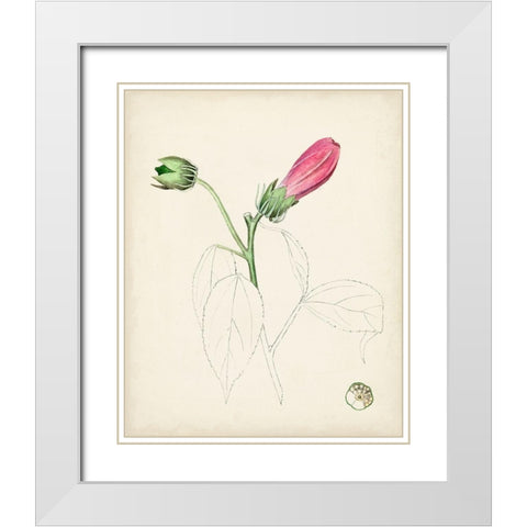 Watercolor Botanical Sketches IV White Modern Wood Framed Art Print with Double Matting by Unknown