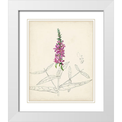 Watercolor Botanical Sketches V White Modern Wood Framed Art Print with Double Matting by Unknown