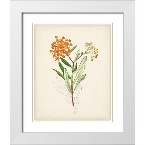 Watercolor Botanical Sketches VI White Modern Wood Framed Art Print with Double Matting by Unknown