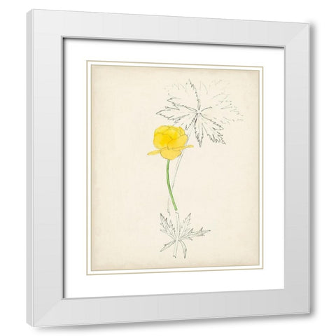 Watercolor Botanical Sketches VII White Modern Wood Framed Art Print with Double Matting by Unknown