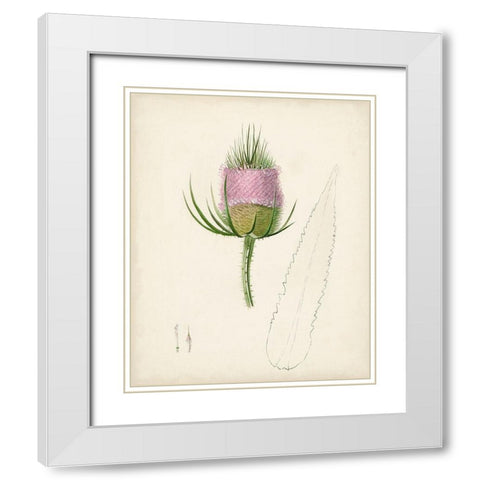 Watercolor Botanical Sketches VIII White Modern Wood Framed Art Print with Double Matting by Unknown