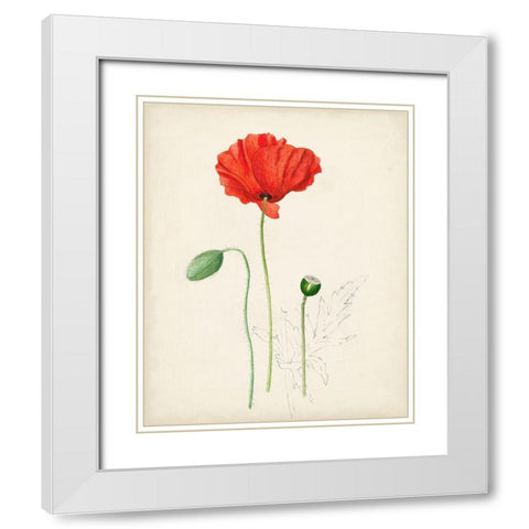 Watercolor Botanical Sketches IX White Modern Wood Framed Art Print with Double Matting by Unknown