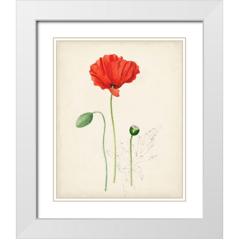 Watercolor Botanical Sketches IX White Modern Wood Framed Art Print with Double Matting by Unknown