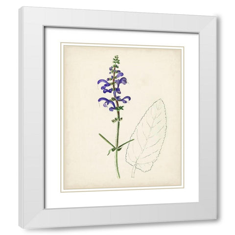 Watercolor Botanical Sketches X White Modern Wood Framed Art Print with Double Matting by Unknown