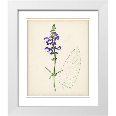 Watercolor Botanical Sketches X White Modern Wood Framed Art Print with Double Matting by Unknown