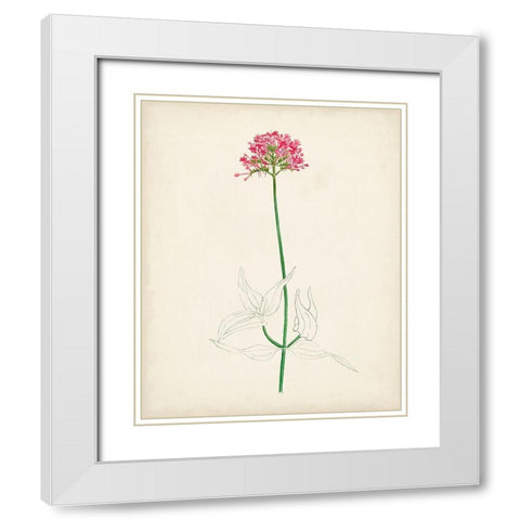 Watercolor Botanical Sketches XI White Modern Wood Framed Art Print with Double Matting by Unknown