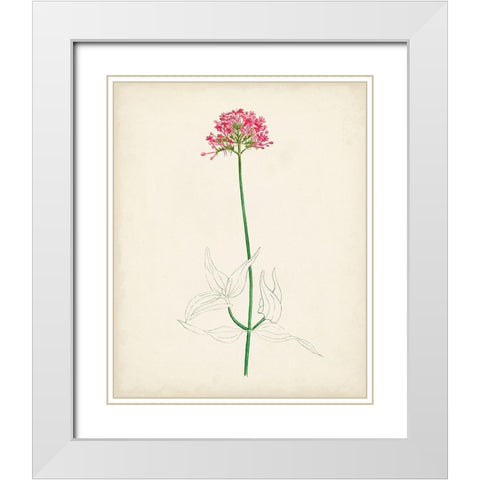 Watercolor Botanical Sketches XI White Modern Wood Framed Art Print with Double Matting by Unknown