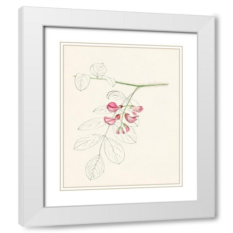Watercolor Leaf Sketches I White Modern Wood Framed Art Print with Double Matting by Unknown