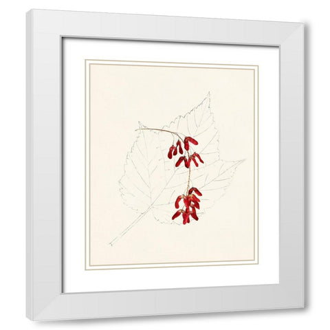 Watercolor Leaf Sketches II White Modern Wood Framed Art Print with Double Matting by Unknown