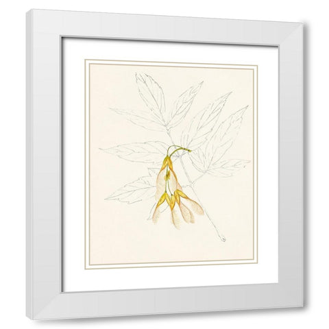 Watercolor Leaf Sketches III White Modern Wood Framed Art Print with Double Matting by Unknown