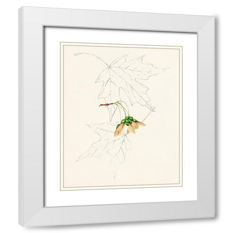 Watercolor Leaf Sketches IV White Modern Wood Framed Art Print with Double Matting by Unknown