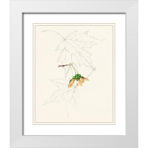 Watercolor Leaf Sketches IV White Modern Wood Framed Art Print with Double Matting by Unknown