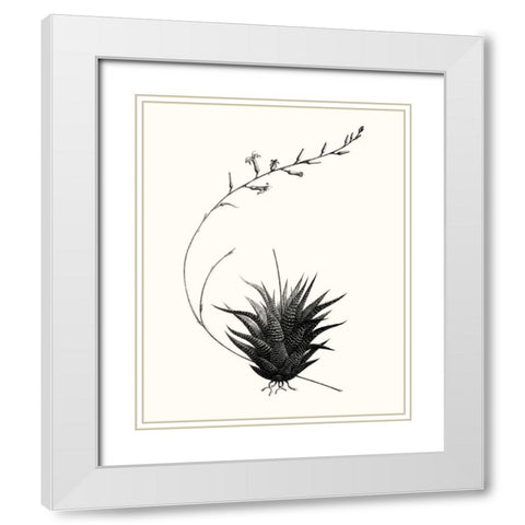 Graphic Succulents I White Modern Wood Framed Art Print with Double Matting by Vision Studio