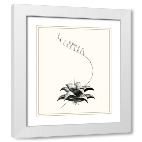 Graphic Succulents II White Modern Wood Framed Art Print with Double Matting by Vision Studio