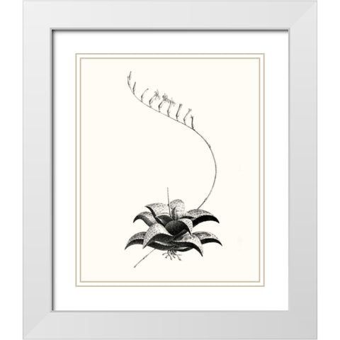 Graphic Succulents II White Modern Wood Framed Art Print with Double Matting by Vision Studio