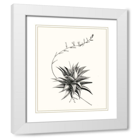Graphic Succulents III White Modern Wood Framed Art Print with Double Matting by Vision Studio
