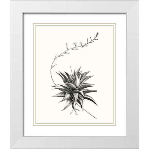 Graphic Succulents III White Modern Wood Framed Art Print with Double Matting by Vision Studio