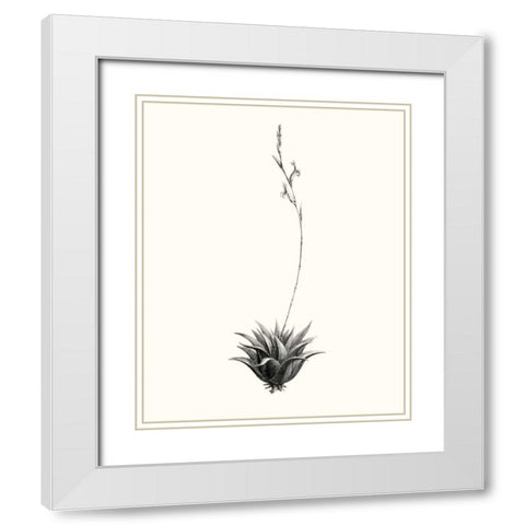 Graphic Succulents VI White Modern Wood Framed Art Print with Double Matting by Vision Studio