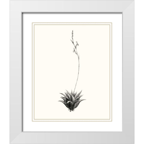 Graphic Succulents VI White Modern Wood Framed Art Print with Double Matting by Vision Studio