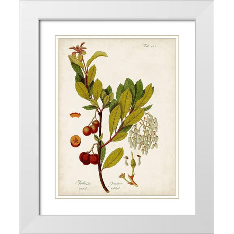 Antique Greenery VI White Modern Wood Framed Art Print with Double Matting by Unknown