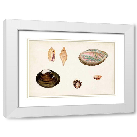 Antique Shell Anthology VIII White Modern Wood Framed Art Print with Double Matting by Vision Studio