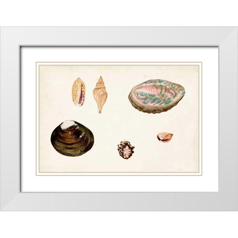 Antique Shell Anthology VIII White Modern Wood Framed Art Print with Double Matting by Vision Studio