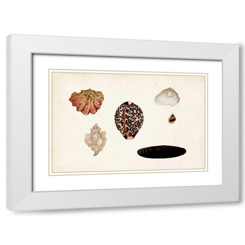 Antique Shell Anthology IX White Modern Wood Framed Art Print with Double Matting by Vision Studio