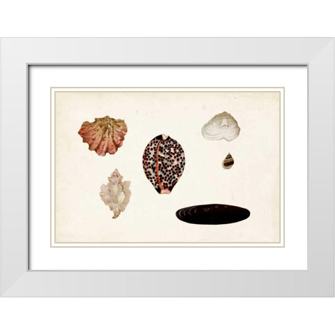Antique Shell Anthology IX White Modern Wood Framed Art Print with Double Matting by Vision Studio