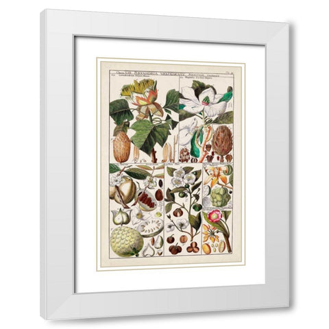 Magnolia Chart White Modern Wood Framed Art Print with Double Matting by Unknown