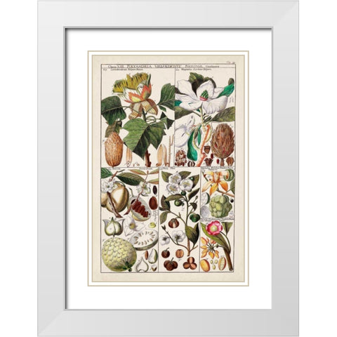 Magnolia Chart White Modern Wood Framed Art Print with Double Matting by Unknown