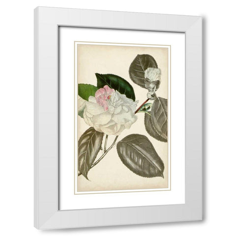 Silvery Botanicals III White Modern Wood Framed Art Print with Double Matting by Vision Studio