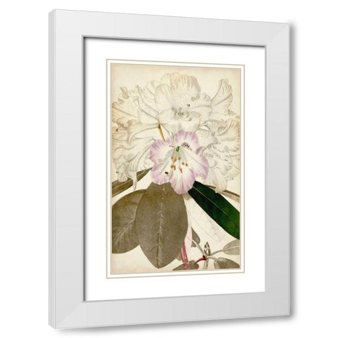 Silvery Botanicals IV White Modern Wood Framed Art Print with Double Matting by Vision Studio