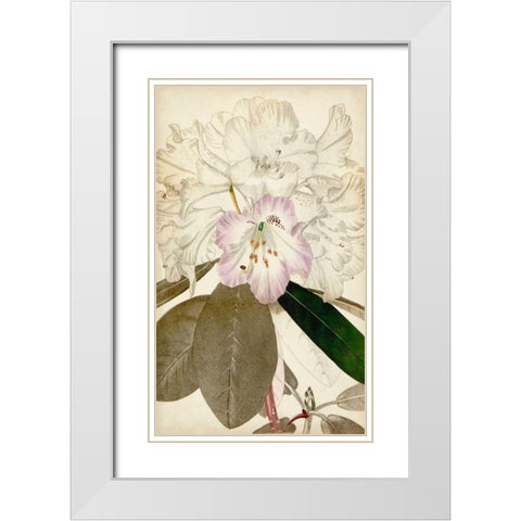 Silvery Botanicals IV White Modern Wood Framed Art Print with Double Matting by Vision Studio