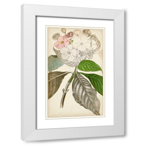 Silvery Botanicals V White Modern Wood Framed Art Print with Double Matting by Vision Studio