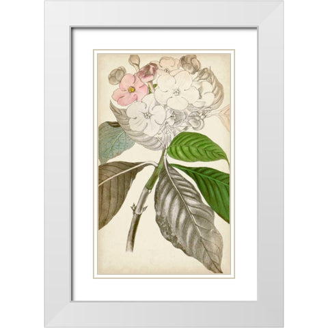 Silvery Botanicals V White Modern Wood Framed Art Print with Double Matting by Vision Studio