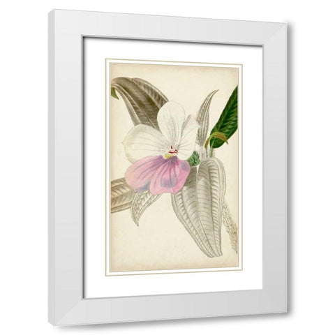 Silvery Botanicals VII White Modern Wood Framed Art Print with Double Matting by Vision Studio