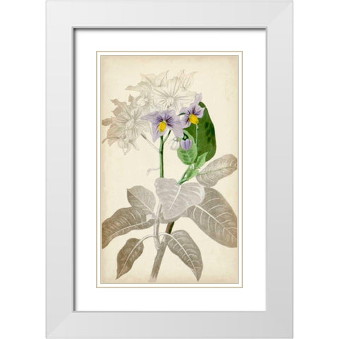 Silvery Botanicals IX White Modern Wood Framed Art Print with Double Matting by Vision Studio