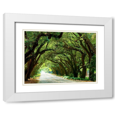 Canopy Road I White Modern Wood Framed Art Print with Double Matting by McLoughlin, James