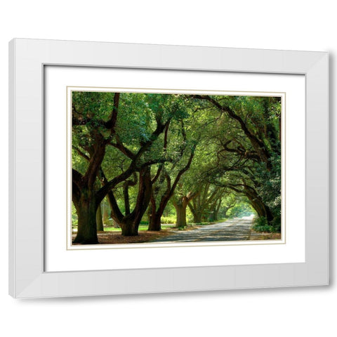 Canopy Road II White Modern Wood Framed Art Print with Double Matting by McLoughlin, James