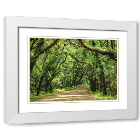 Canopy Road III White Modern Wood Framed Art Print with Double Matting by McLoughlin, James