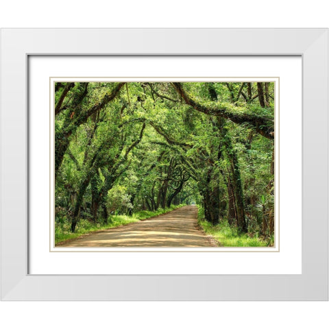 Canopy Road III White Modern Wood Framed Art Print with Double Matting by McLoughlin, James