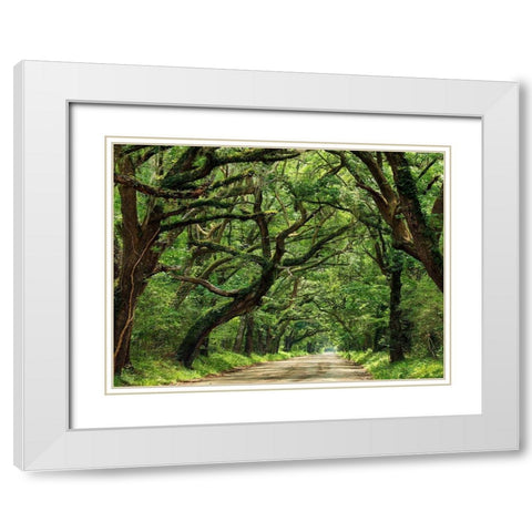 Canopy Road IV White Modern Wood Framed Art Print with Double Matting by McLoughlin, James