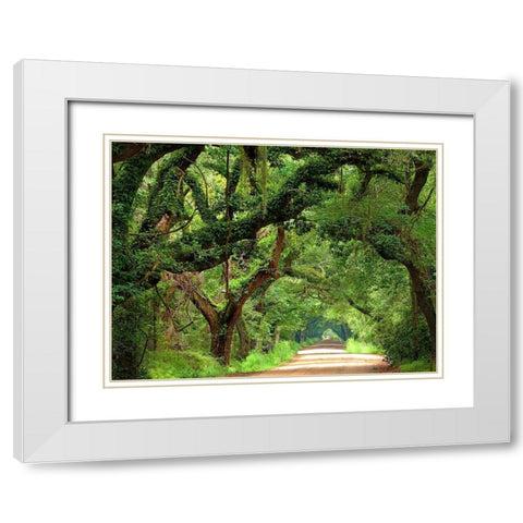 Canopy Road V White Modern Wood Framed Art Print with Double Matting by McLoughlin, James