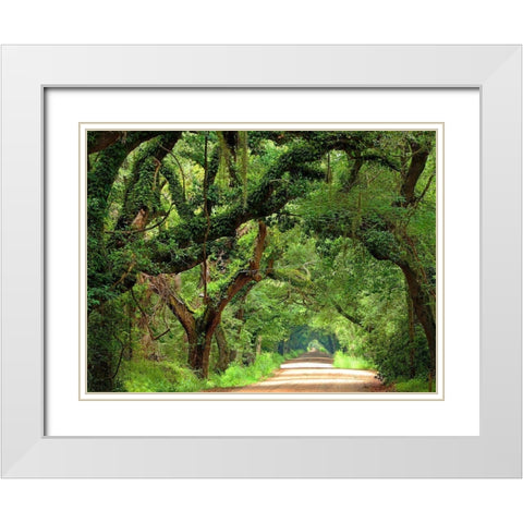 Canopy Road V White Modern Wood Framed Art Print with Double Matting by McLoughlin, James