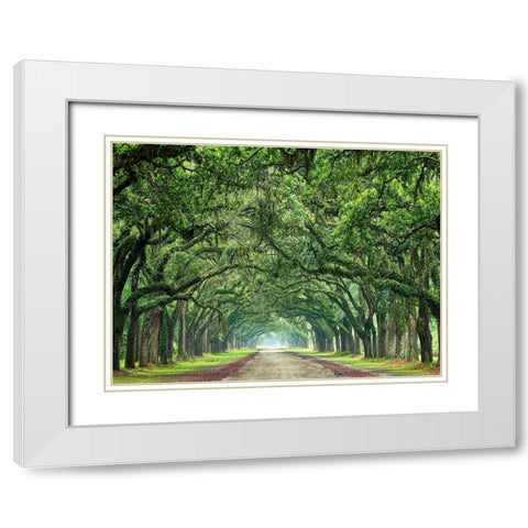 Canopy Road VI White Modern Wood Framed Art Print with Double Matting by McLoughlin, James
